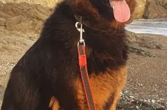 Пропала овчарка, ул. Чкалова 32Б, Артём