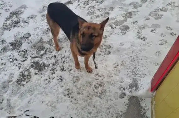 Найдена собака, Липецк, фото: Собака найдена на ул. 50 лет НЛМК, Липецк