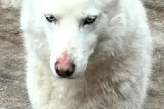 Найдена собака, Истра, фото: Собака найдена в Истре, МО