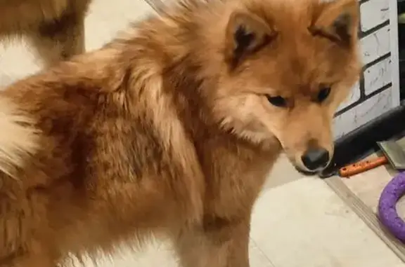 Объявления о пропавших и найденных животных, Петрозаводск, фото: Кошка найдена: Генерала Фролова, 14