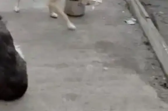 Пропала собака, ул. 20-й квартал, 136