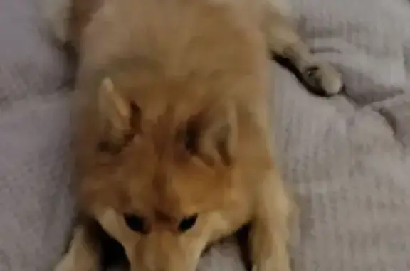 Найдена собака, Петрозаводск, фото: Найдена собака, ул. Генерала Фролова, 14