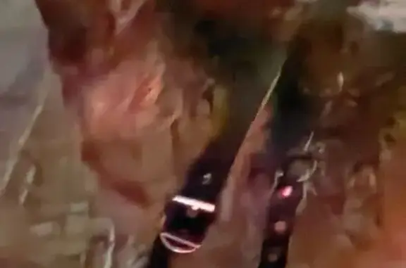 Найдена собака, Лесколовское, фото: Найдена собака в Лесколовском СП, ЛО