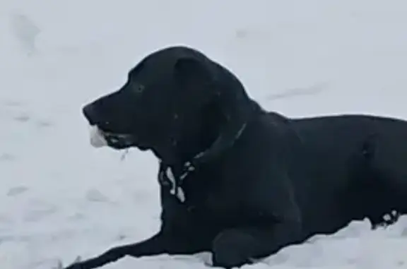 Найдена собака, Новокузнецк, фото: Черный лабрадор найден в Новокузнецке