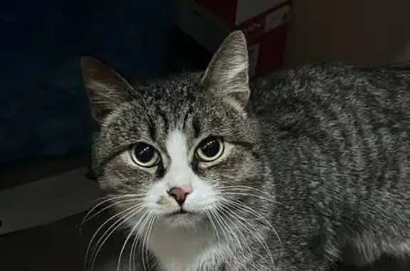 Найдена кошка, Сургут, фото: Кот найден в Сургуте, ул. 30 лет Победы