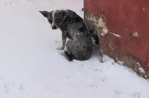 Найдена собака, Липецк, фото: Собака найдена: Левобережная, 5, Липецк