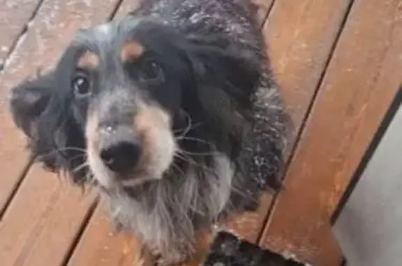 Найдена собака, Корытня, фото: Найдена собака, Понизье, Моск. обл.