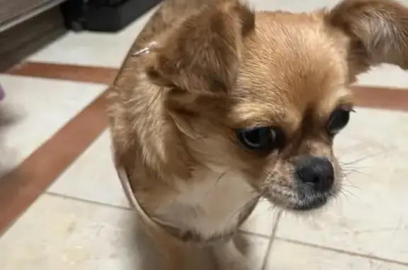 Найдена собака, Брянск, фото: Чихуахуа найдена на ул. Брянского Фронта