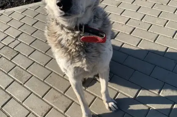 Найдена собака, Краснодар, фото: Собака найдена: ул. Кожедуба, Краснодар