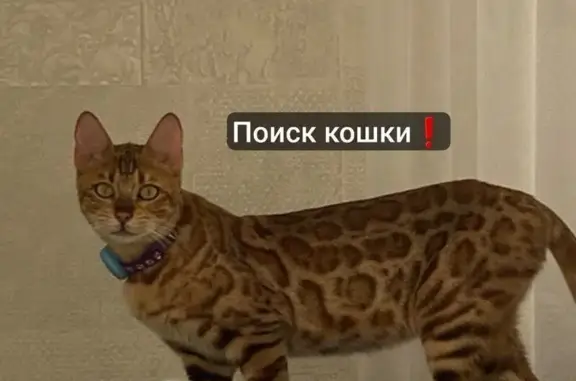 Пропала кошка, ул. Горького 57, Курганинск