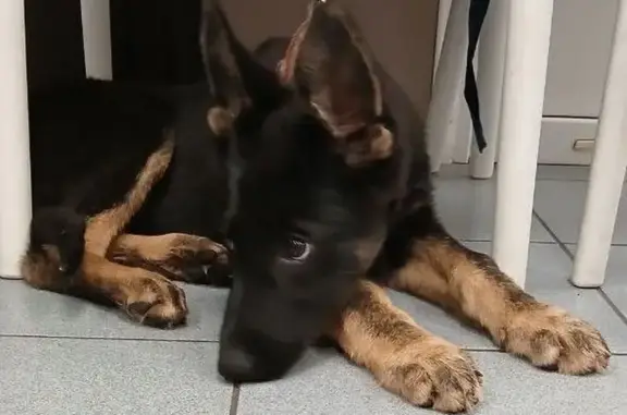 Пропала собака, ул. Павлова, Краснодар