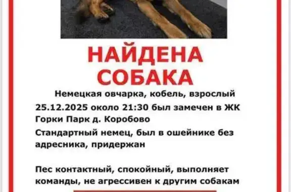 Найдена собака, Коробово, фото: Собака найдена: Взлётная ул, 1, Коробово