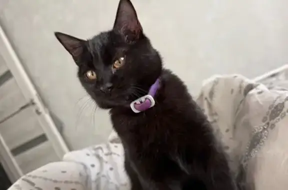 Найдена кошка, Старый Оскол, фото: Найден чёрный котёнок, 5, Старый Оскол