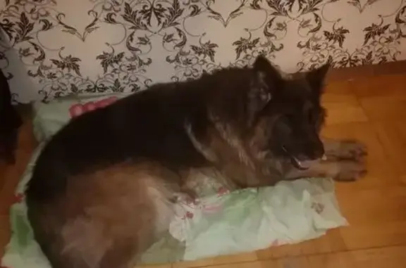 Найдена собака, Ижевск, фото: Овчарка найдена у Покровской церкви, Серова 88