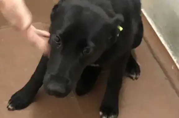 Найдена собака, Челябинск, фото: Найдена собака, ул. Овчинникова, Челябинск