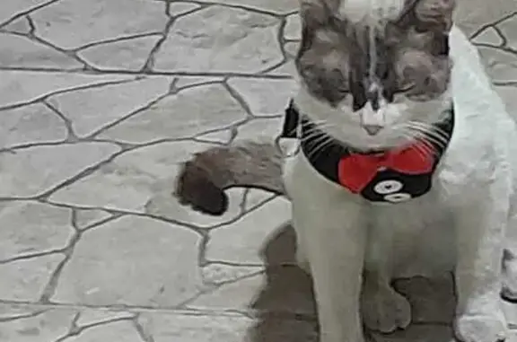 Пропала кошка, Звёздный пер., Семилуки