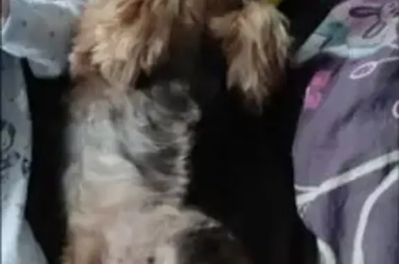 Пропал йорк в Папивино, МО