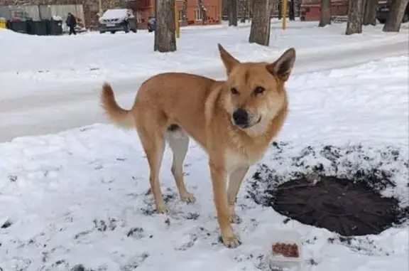 Найдена собака, Челябинск, фото: Найдена собака, Театральный пер. 5, Челябинск
