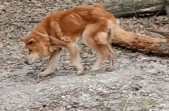 Найдена собака, Ростов-на-Дону, фото: Собака у Западного моста, Станционный пер.