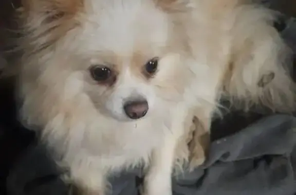 Найдена собака, Тула, фото: Собака найдена: Привокзальная ул., Тула