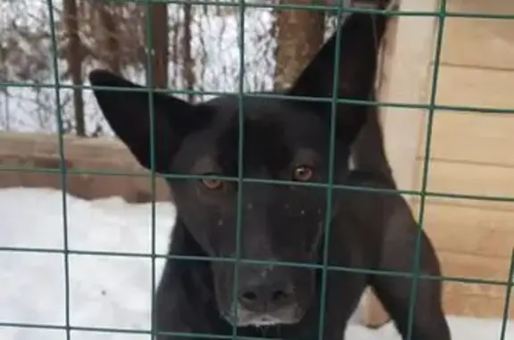 Найденные животные Ясная Поляна, фото: Собака найдена в Ясной Поляне, Смоленск