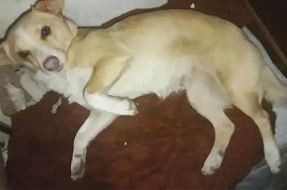 Найдена собака, Воронеж, фото: Собака найдена: Ленинский пр., 174П, Воронеж