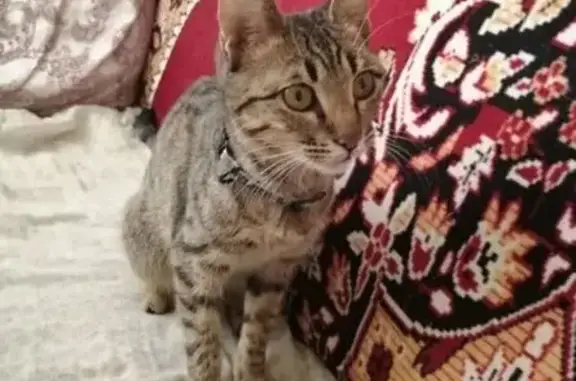 Найдена кошка, Астрахань, фото: Кошка найдена: 2-я Ивановская, 2А, Астрахань