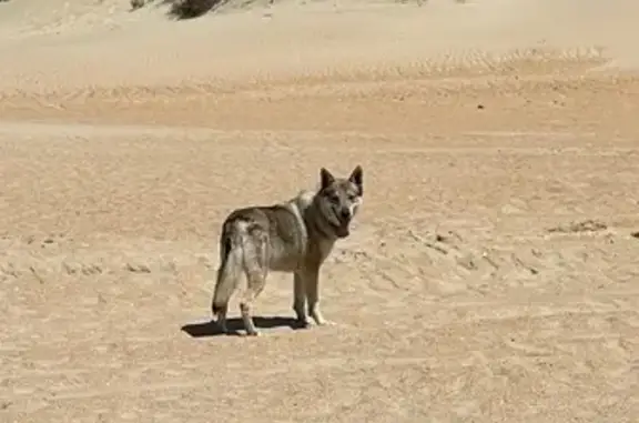 Пропала собака на ул. Котовского, 98