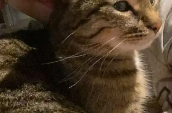 Пропала кошка, Магистральная 12А, Казань