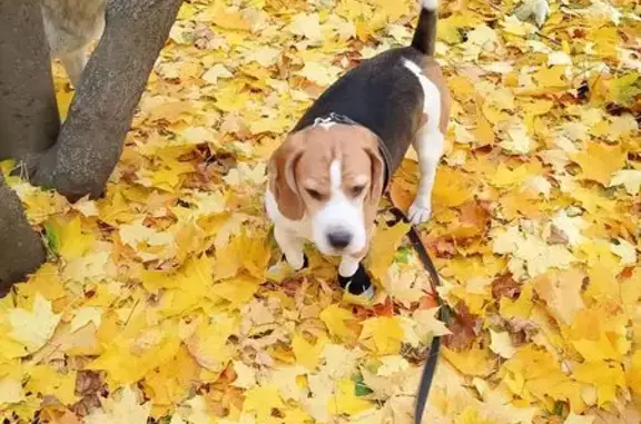 Пропала собака у гаражей, Рязань