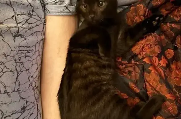 Пропала чёрная кошка, ул. Пасторова 15