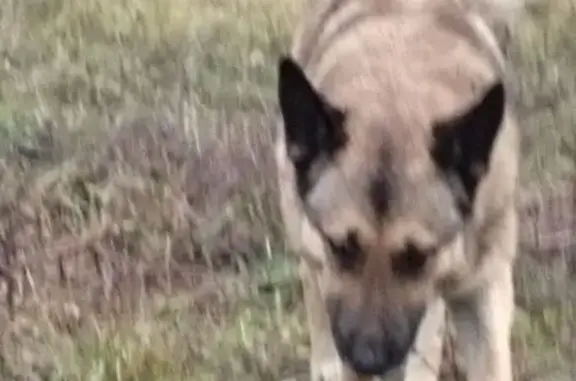 Найдена собака, Никитино, фото: Овчарка найдена: Пржевальского, 1В, Никитино