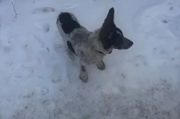 Найдена собака, Оренбург, фото: Собака найдена: Беляевская ул., Оренбург