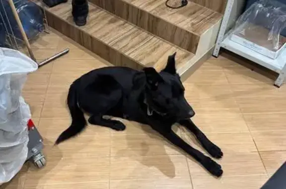 Найдена собака, Москва, фото: Найдена собака, ул. Адмирала Лазарева, Москва