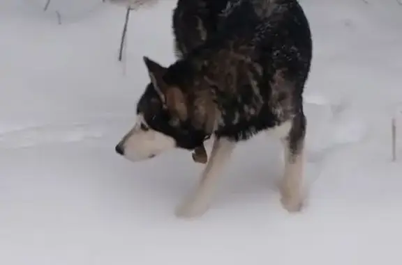 Найдена собака, Троицкое, фото: Собака найдена: Юрчаково, СНТ 