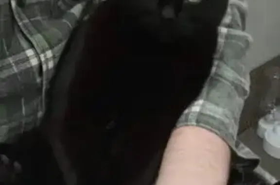 Пропала кошка, Маяковского 49, Рязань