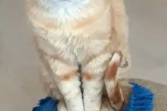 Пропала кошка, Товарная 14, Калининград