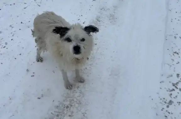 Найдена собака, Пенза, фото: Найдена собака, Лажечникова 34, Пенза