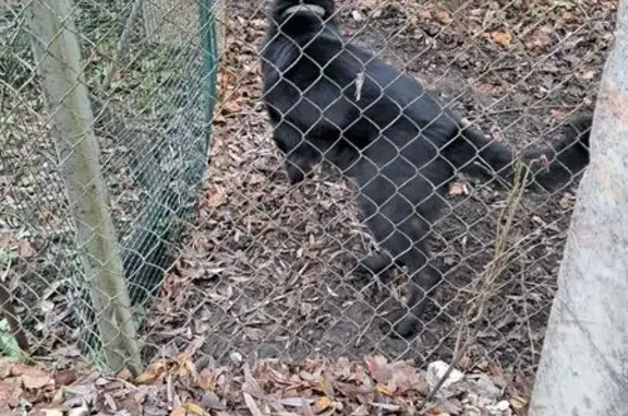 Пропала чёрная овчарка, Псков