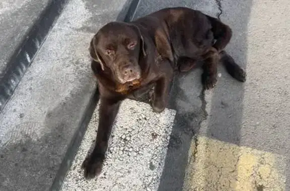 Найдена собака, Ставрополь, фото: Ставрополь: найдена собака у Кулакова 22Д