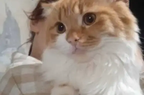 Пропал кот Рыжик, ул. Гурьянова 59 к2