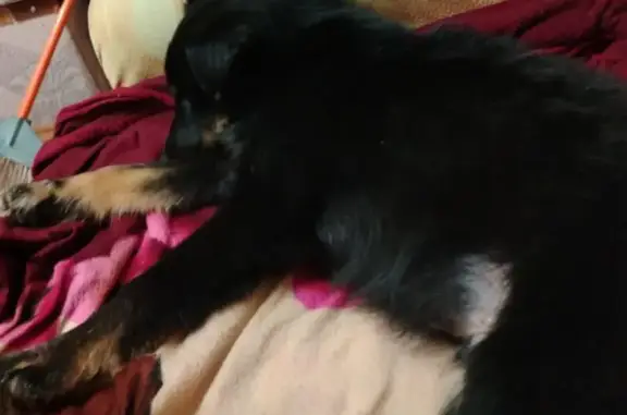 Собаки потеряшки, Липин Бор, фото: Потеряшка собака на Восточной улице, Липин Бор