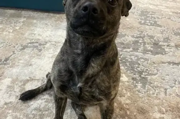 Найдена собака, Заозерный, фото: Собака найдена: Заозёрный, Красноярск