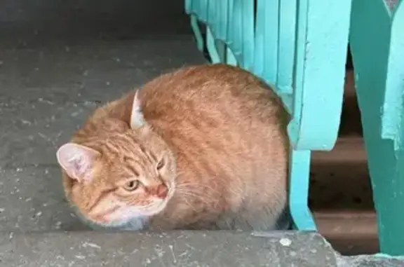 Найдена кошка, Ангарск, фото: Кошка найдена: Рыжий, 49, Ангарск