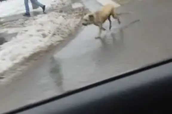 Найдена собака, Москва, фото: Найдена собака с поводком, пр. Мира, Москва