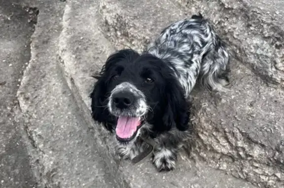 Пропала собака, 3-й Гражд. пр., 2, Пенза