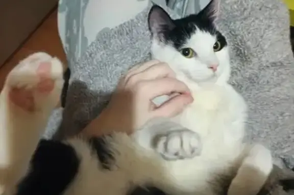 Пропала кошка, Осенняя ул. 5, Калининград