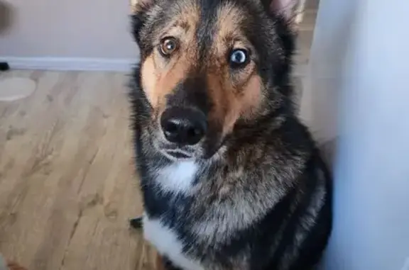 Пропала собака с жд вокзала, Краснодар