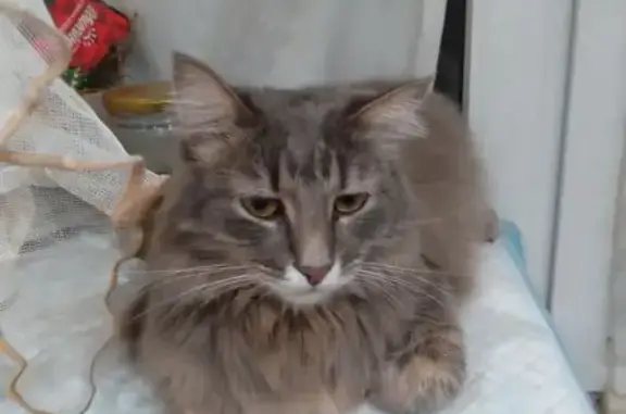 Пропал кот Мишка, Новотроицк, Мира 24