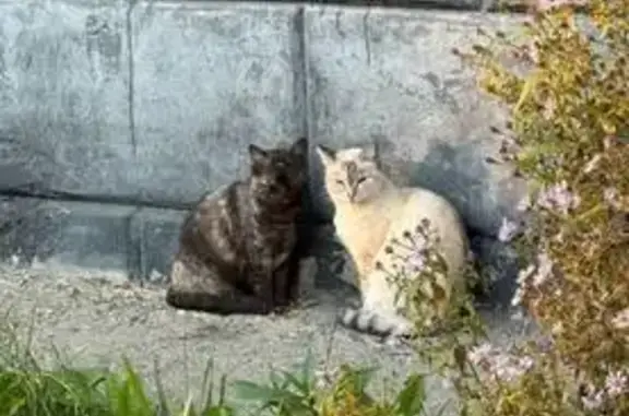 Пропала кошка, пр. Шахтёров 9, Берёзовский